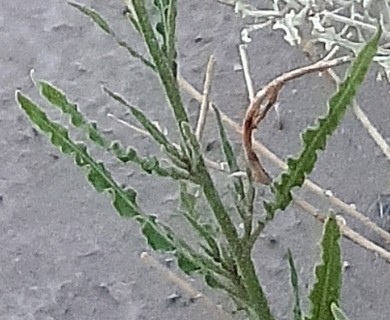 Nicotiana petunioides