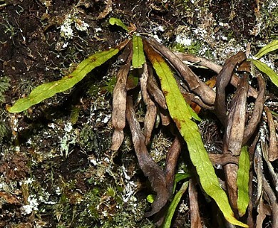Notogrammitis angustifolia