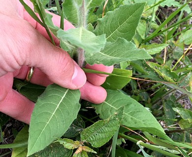 Oenothera curtiflora