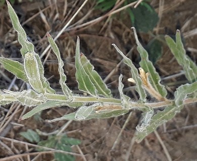 Oenothera indecora