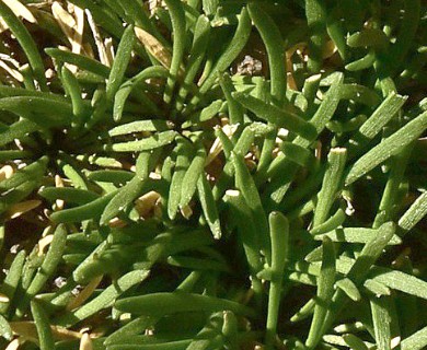 Onuris graminifolia