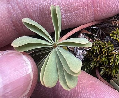 Oxalis enneaphylla
