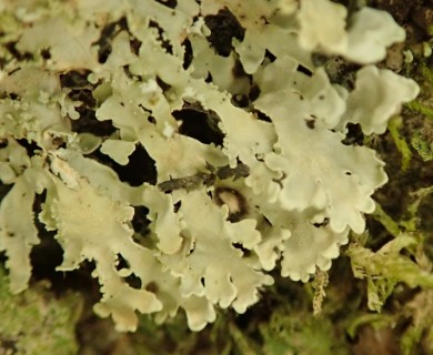 Pannaria athroophylla