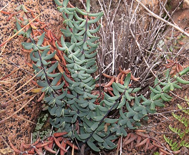 Pellaea ternifolia