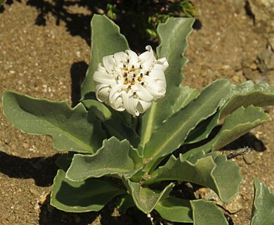 Perezia bellidifolia
