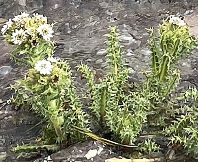 Perezia multiflora