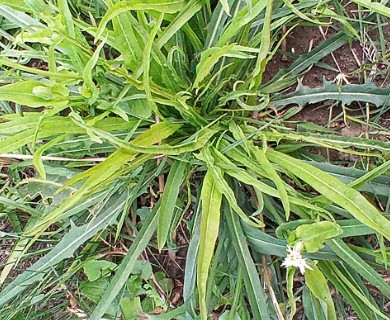 Picrosia longifolia