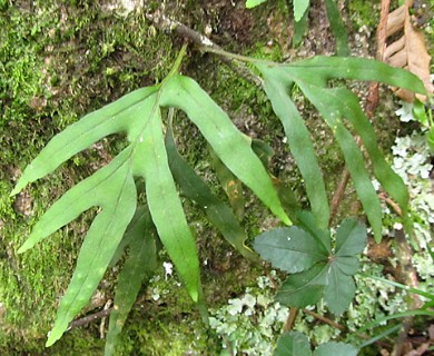 Pleopeltis pleopeltifolia