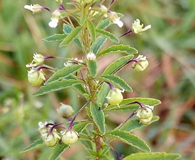 Pombalia parviflora
