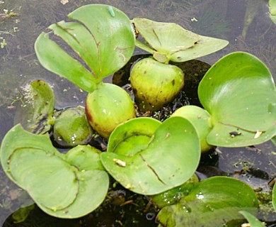 Pontederia crassipes