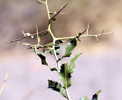 Proustia cuneifolia