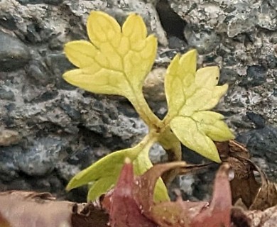 Ranunculus biternatus