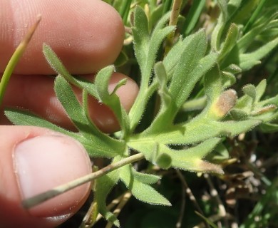 Ranunculus peduncularis