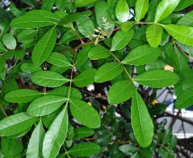 Schinus terebinthifolia