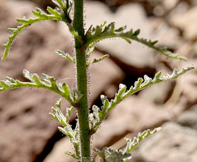 Schizanthus alpestris