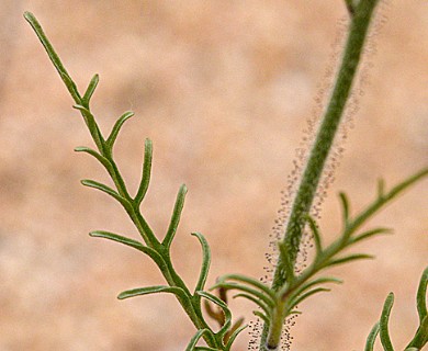 Schizanthus candidus