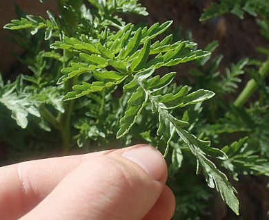 Schizanthus grahamii