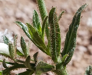 Schizanthus integrifolius
