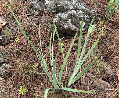 Sisyrinchium palmifolium