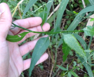 Solanum amygdalifolium