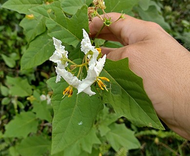 Solanum guaraniticum