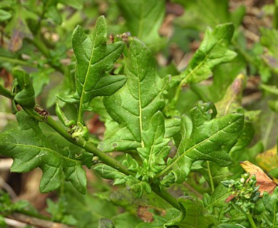 Solanum pinnatum