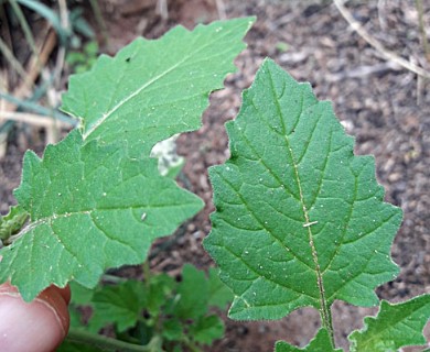 Solanum tweedianum