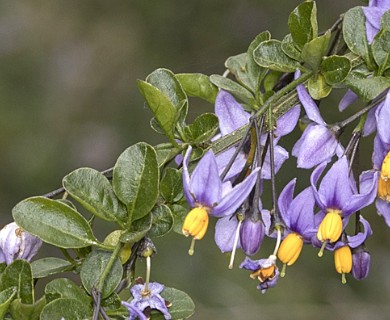 Solanum valdiviense