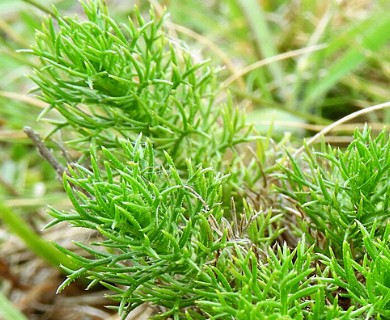 Sommerfeltia spinulosa