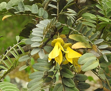 Sophora macrocarpa