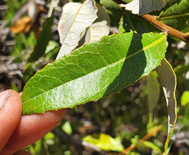 Spinoliva ilicifolia