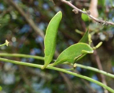 Struthanthus uraguensis