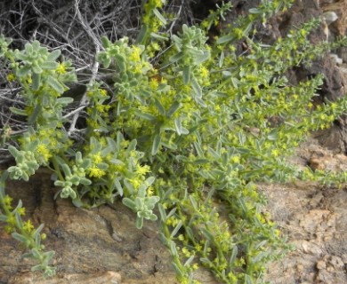 Tetragonia angustifolia