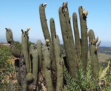 Trichocereus chiloensis