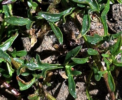 Verbena araucana