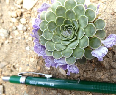 Viola columnaris
