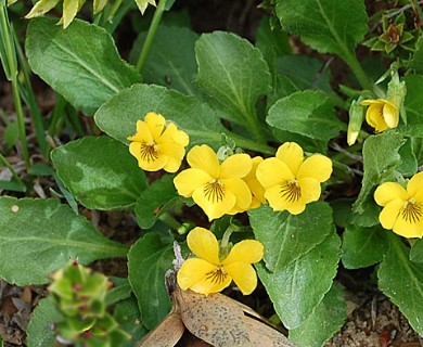 Viola maculata
