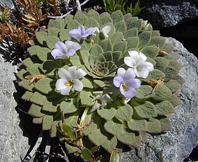 Viola rosulata