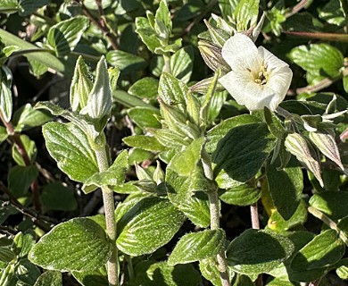 Viviania marifolia