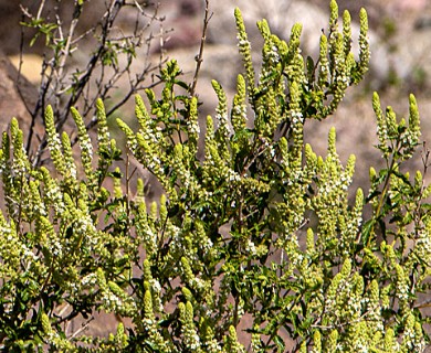 Aloysia salviifolia