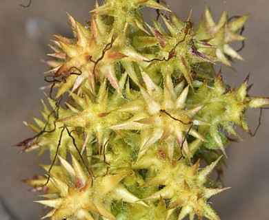 Ambrosia chamissonis