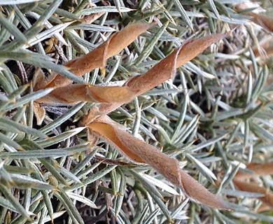 Anarthrophyllum desideratum