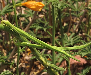 Argylia potentillifolia