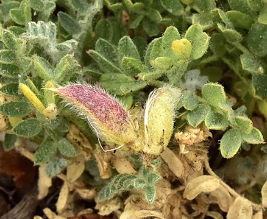 Astragalus amatus