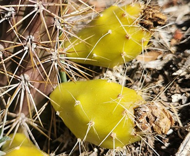 Austrocactus spiniflorus