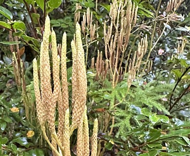 Austrolycopodium paniculatum
