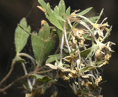 Balbisia gracilis