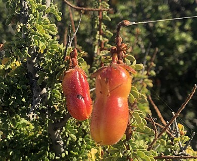 Balsamocarpon brevifolium