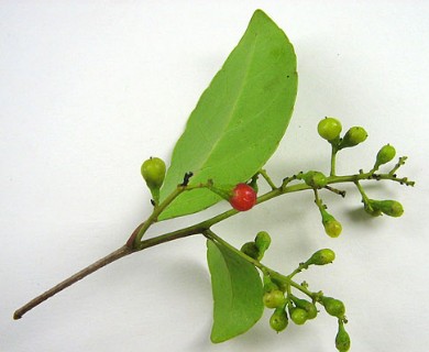 Banara parviflora