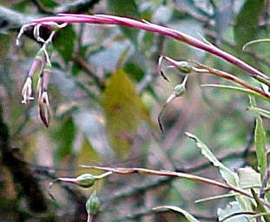 Billbergia nutans